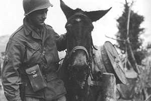 In the mountains of Italy, mules were the primary means of transportation. Sergeant Lew Merriam traded his photographer role for a stint as a mule skinner.